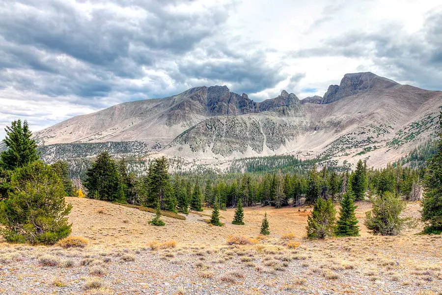 Evergreen trees and rugged mountains in Nevada