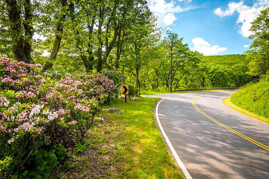 Mountain laurel and tall trees line a scenic highway drive