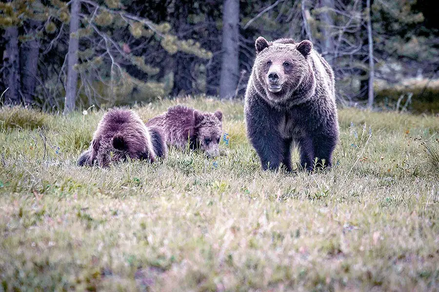 Mother grizzly bear and two cubs in forest meadow