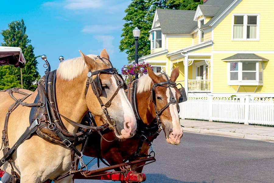 Pair of brown horses pulling tourist carriage down street