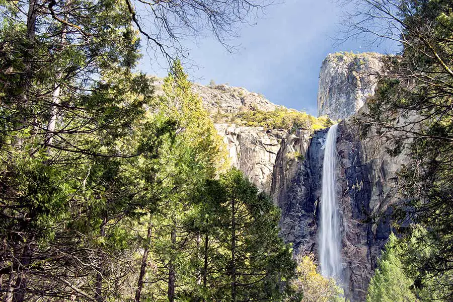 Water flows over Bridalveil Fall in California, viewed from valley floor among tall conifer trees