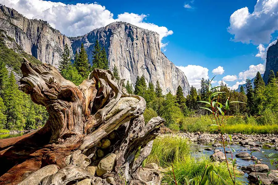 Gnarly stump and stony creek framed by El Capitan, a vertical granite rock formation