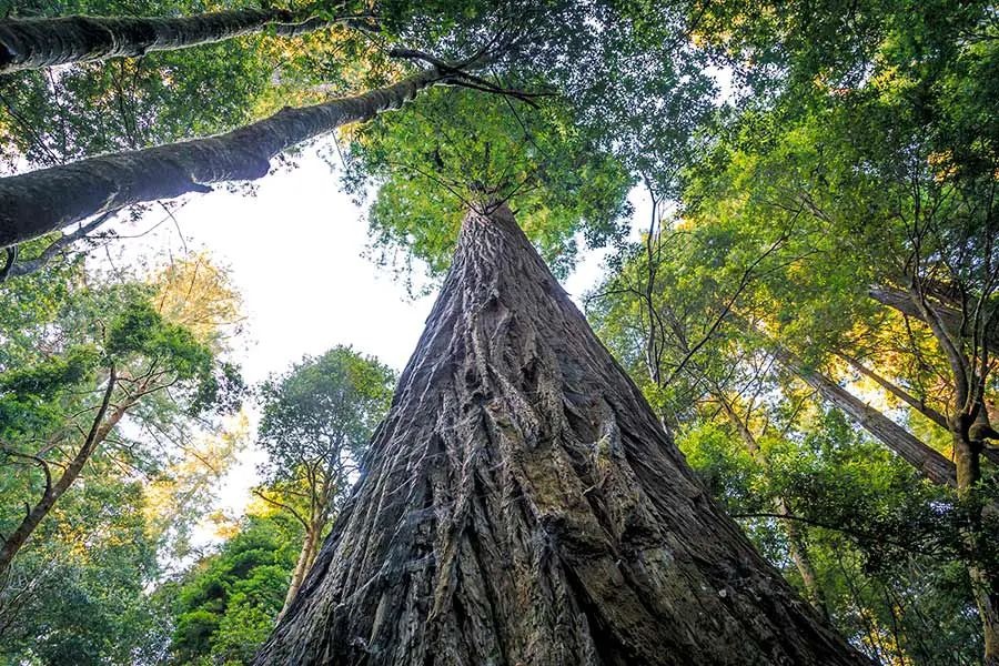 Looking straight up at some of the tallest redwood trees