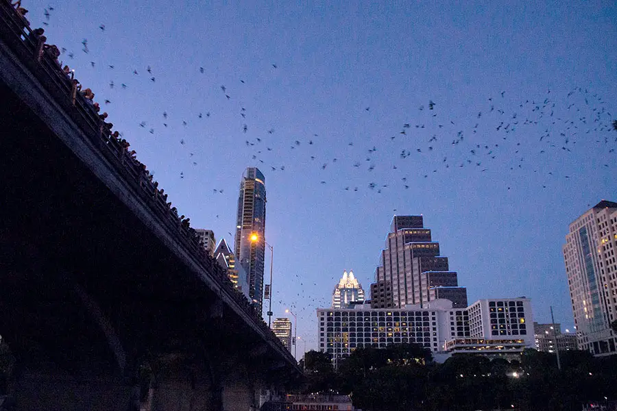 Bat watching at dusk, the Congress Avenue Bridge, Austin Texas