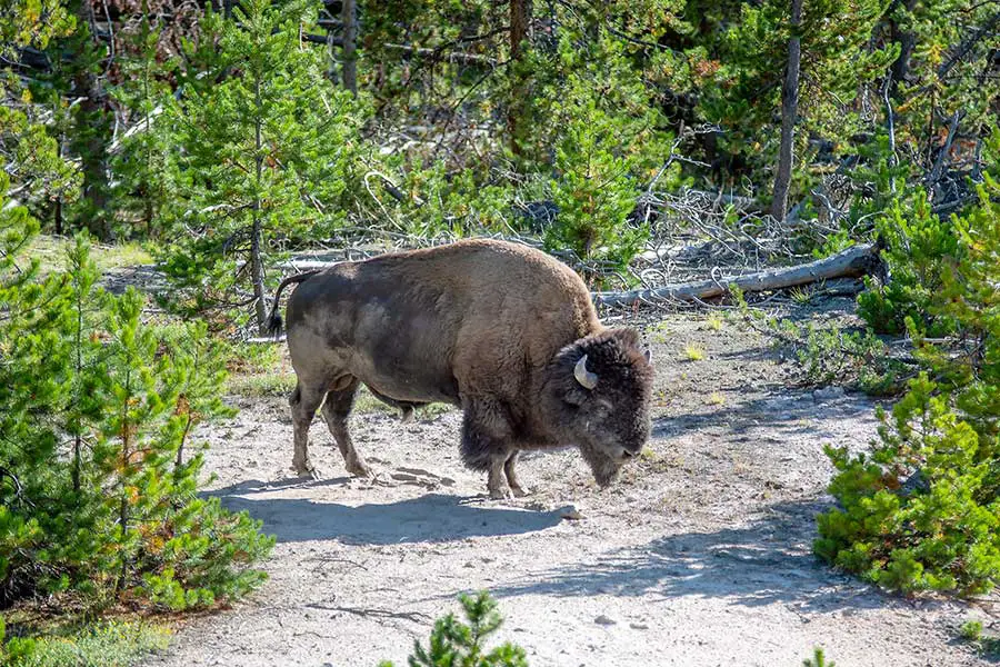 Bison grazes on stubby grass while surrounded by small trees