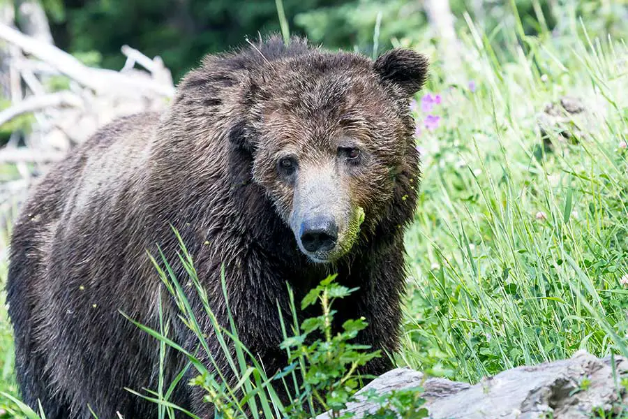 Wyoming grizzly bear looking for food in tall grass