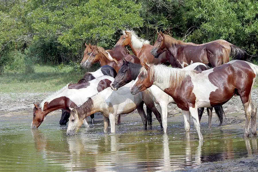 Group of thirsty wild horses drinking at water hole