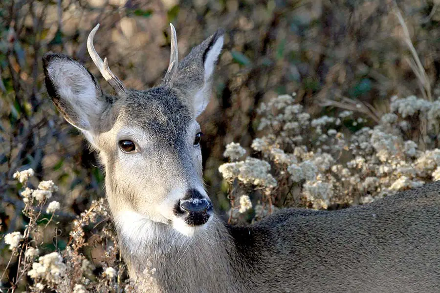 Sika deer, a small member of the Elk family is often seen at dawn and dusk