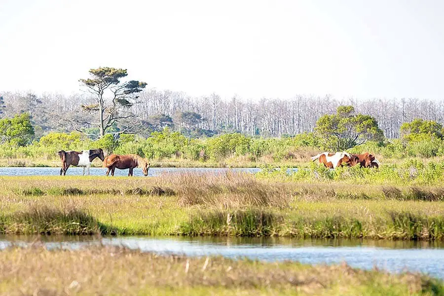 Group of wild horses grazing on lush marsh grass near water
