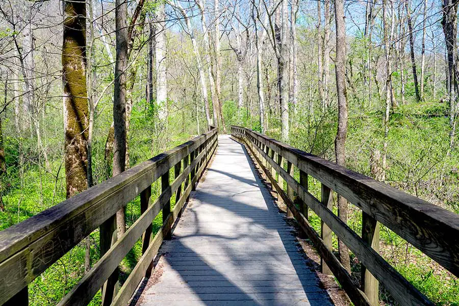 Wooden boardwalk through green forest foliage in Kentucky